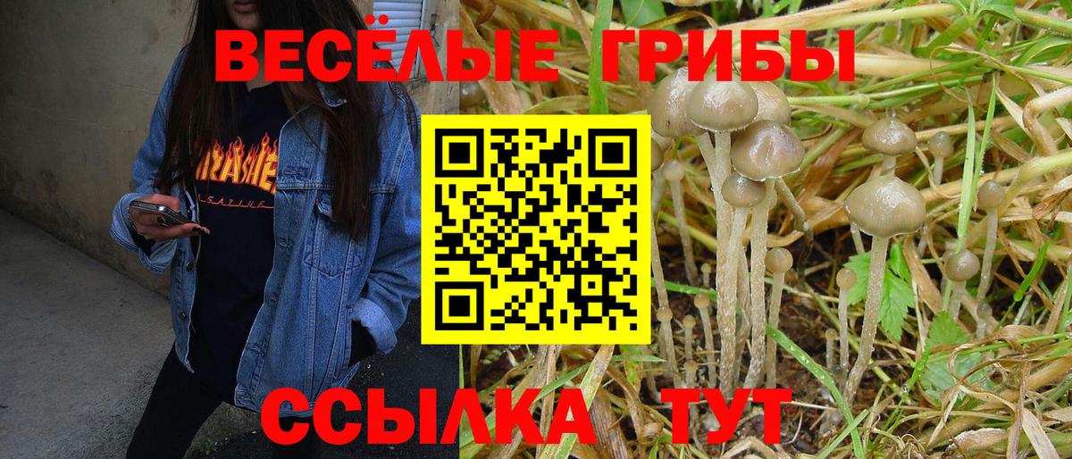 Снежинск  Псилоцибиновые грибы Cubensis  Вход с VPN 